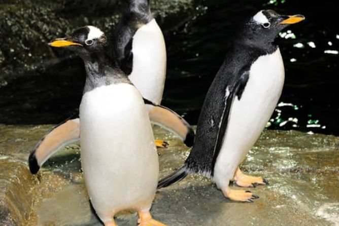 New York Zoo